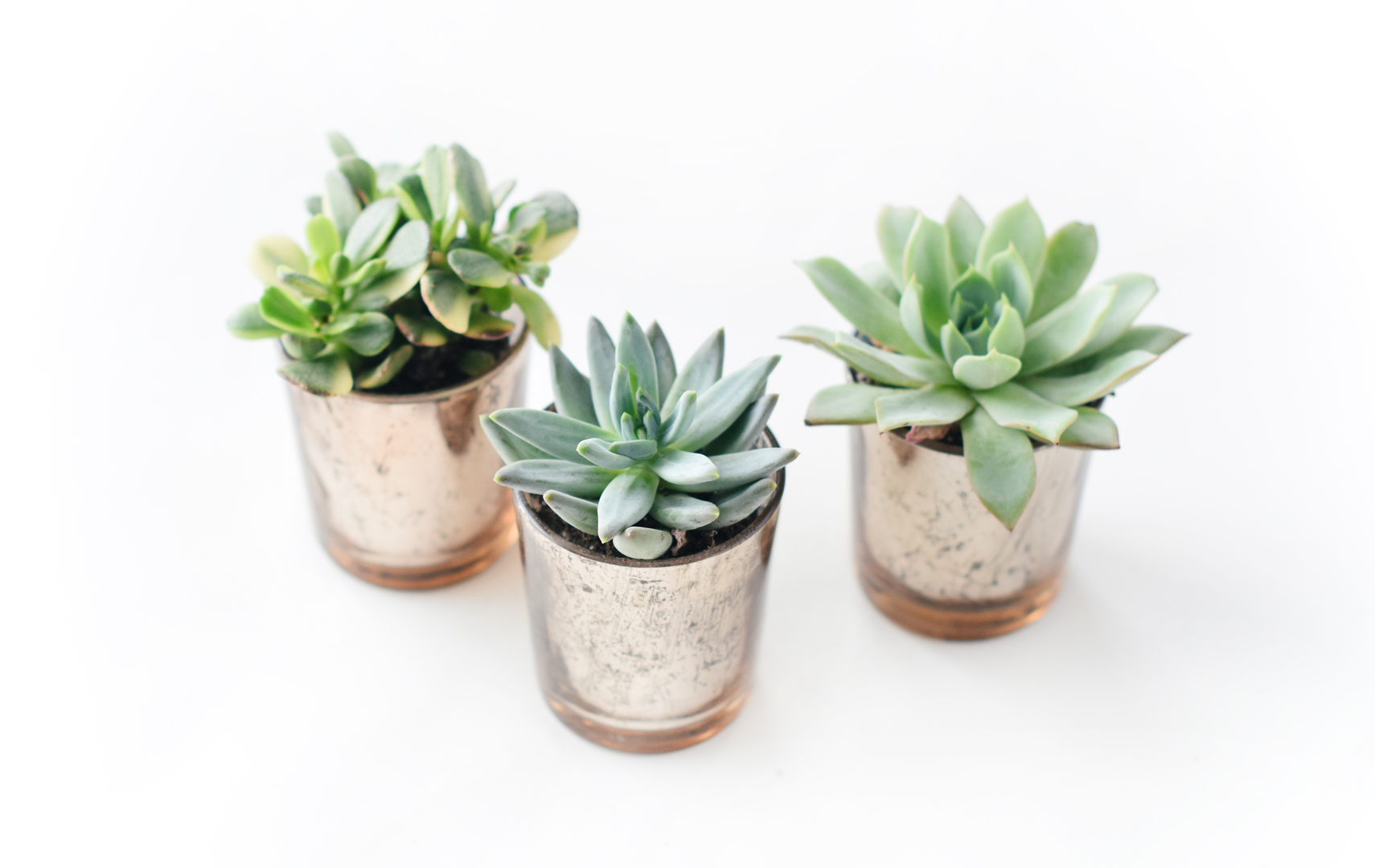 DIY Succulent Place Card Holders Beacon Lane Blog